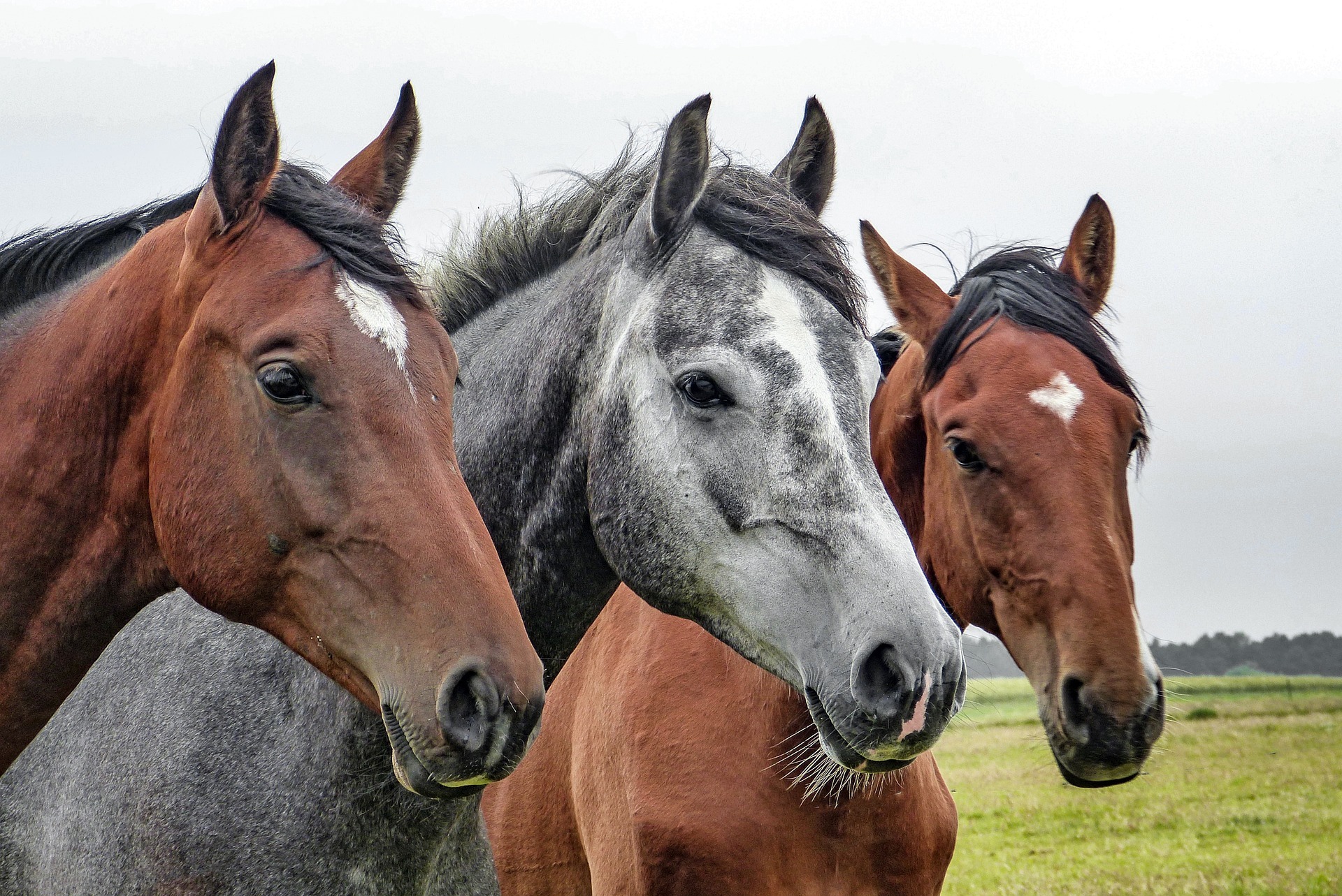 dia del caballo castellar