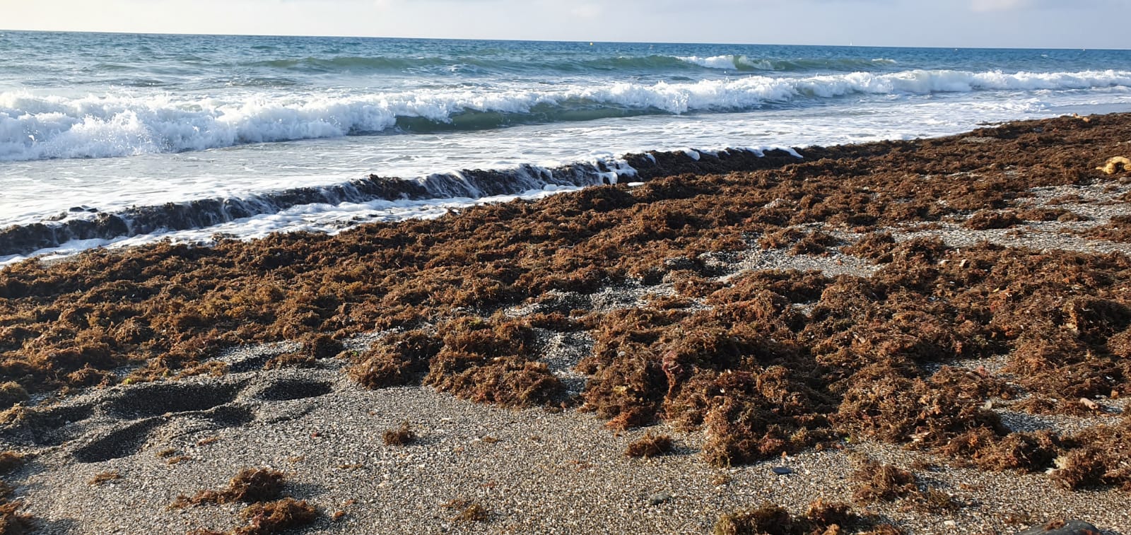 PNL alga asiática: críticas de 100x100 al PSOE