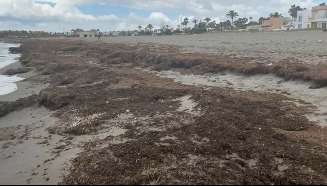 San Roque refuerza limpieza de playas contra el alga asiática