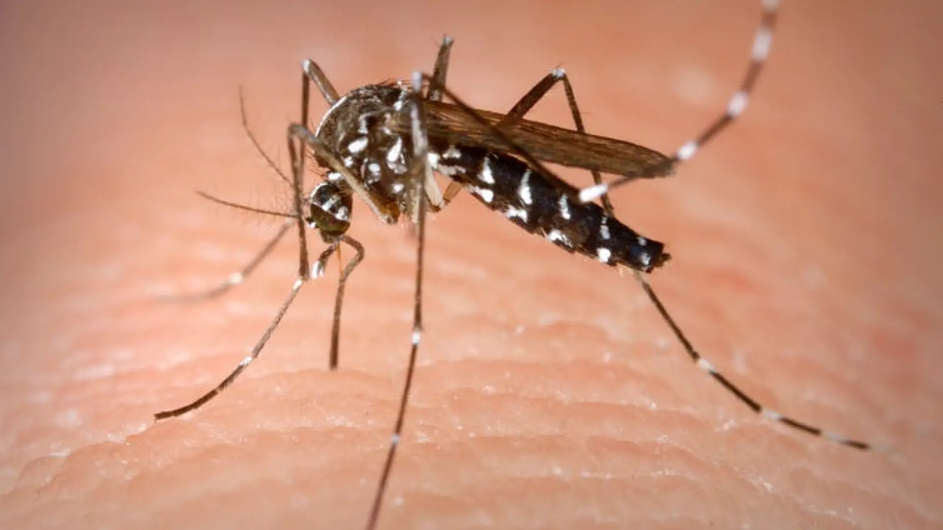 virus del Nilo