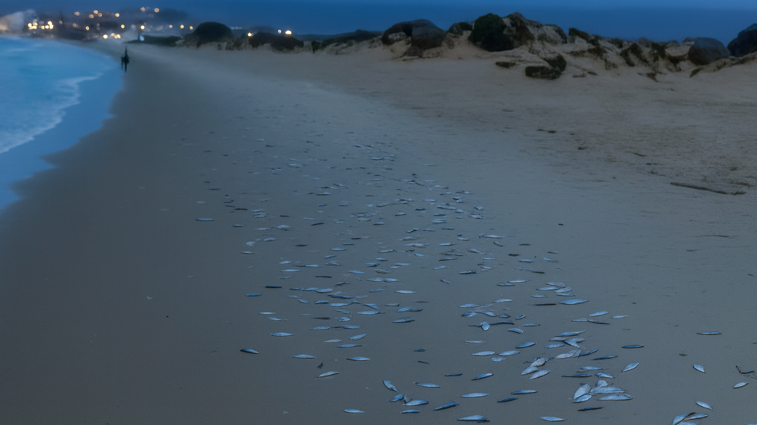 Retiran peces muertos en la playa del Rinconcillo
