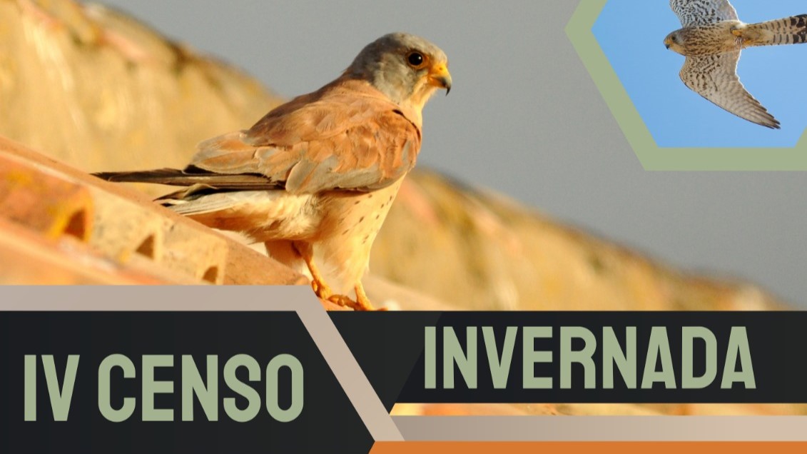 Cernícalo primilla: Tarifa acoge el IV Censo de Invernada